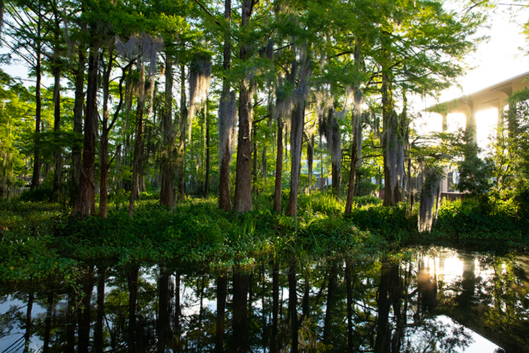 Cypress Lake