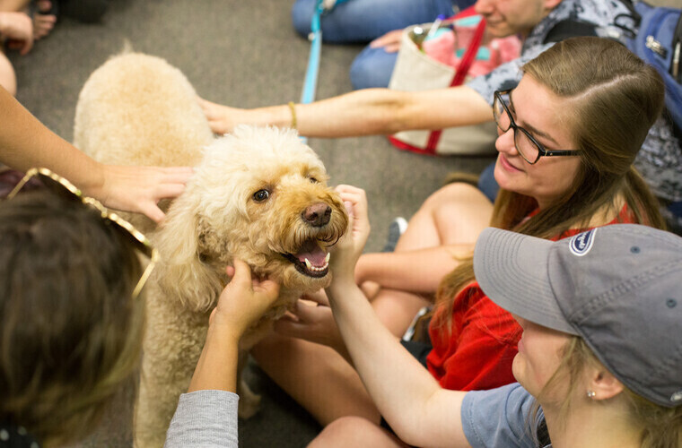 Biology - Veterinary Bioscience - dog
