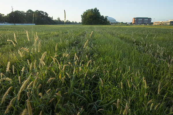 The turf grass that carpets a 10-acre section of University Research Park isn’t being cut.