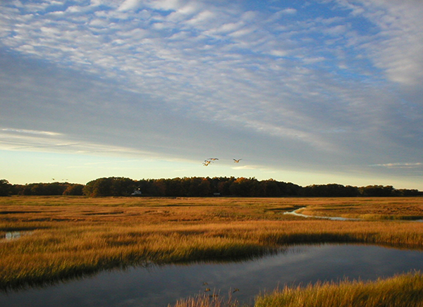 Scenic view of a Louisiana marsh
