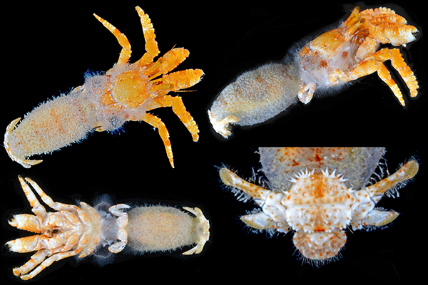 Cancellus heatherae, the Heather crab