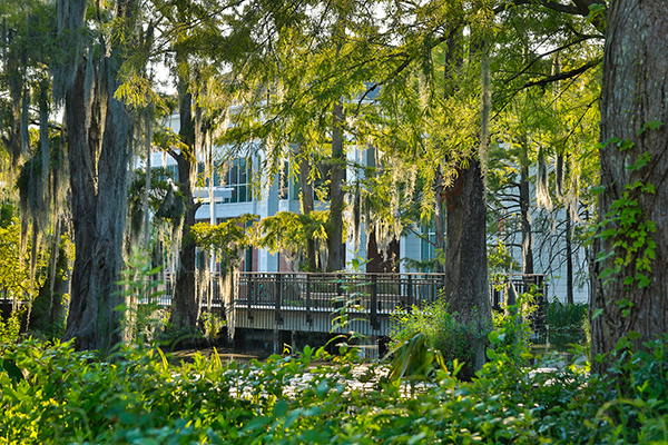 Cypress trees in Cypress Lake Swamp in front of Student Union