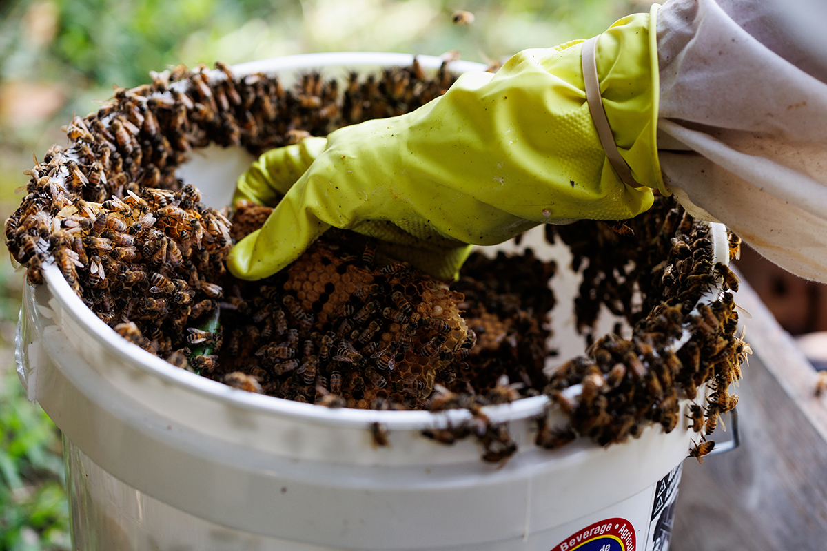 Bucket of bees