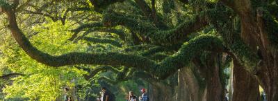University of Louisiana at Lafayette students walking under the large oak trees on campus