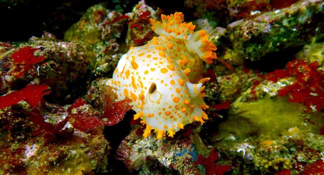 Photo of deep sea life